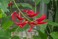 Red flowers of Erythrina Ãâ bidwillii Royalty Free Stock Photo